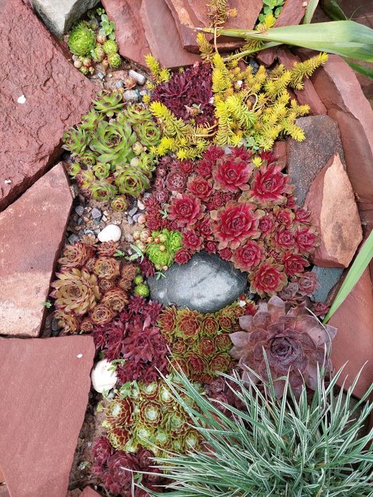 Цветы садовые разные