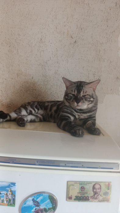 Кот бенгал продаётся