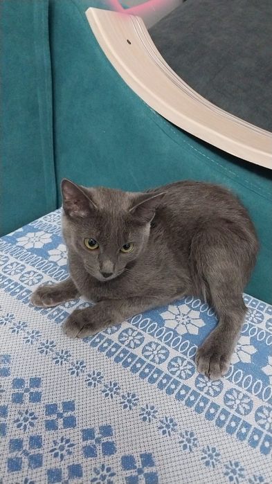 Отдам котёнка в добрые руки