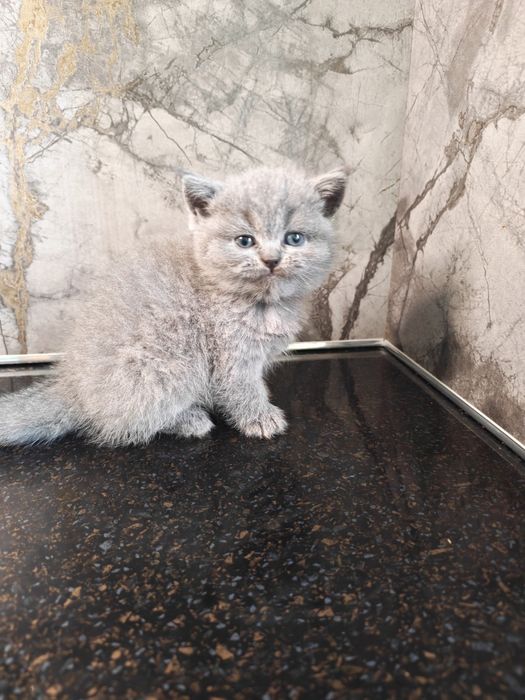 Скотиш страйт чистокровные