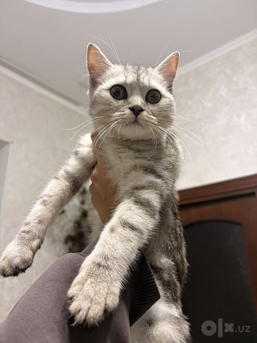 Британский шиншила котенок
