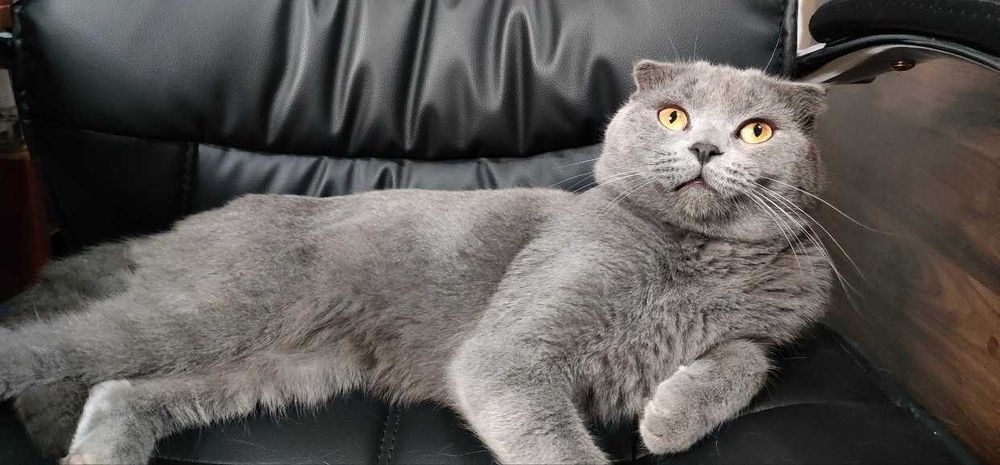 кот скотиш фолд на вязку