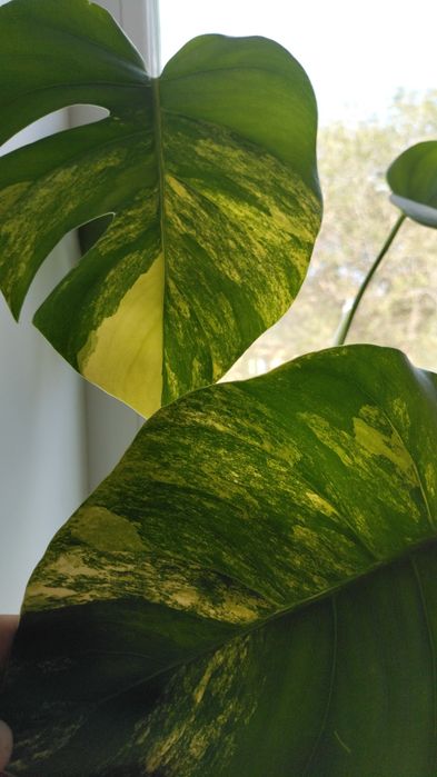 крупномеры филодендроны сортовые, монстеры, сингониумы, эпипремнумы