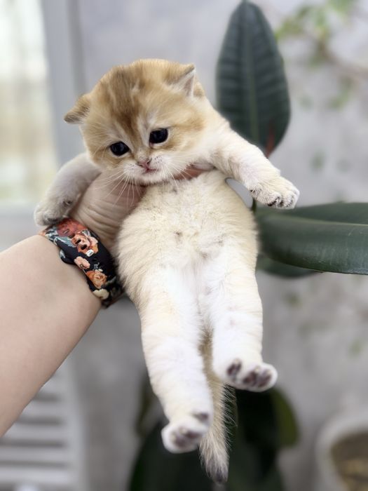 Продается котенок девочка золотистая шиншила