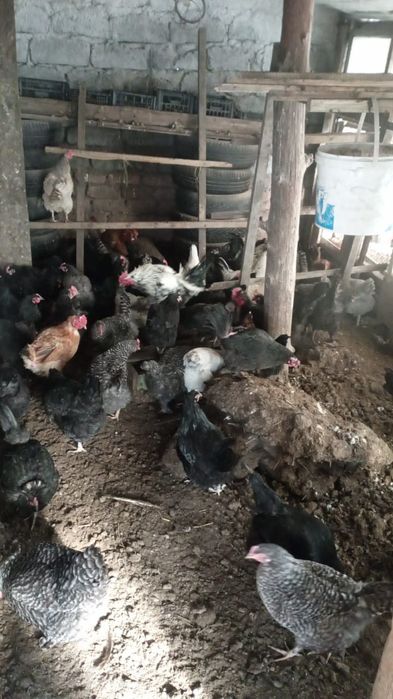 Домашние курочки