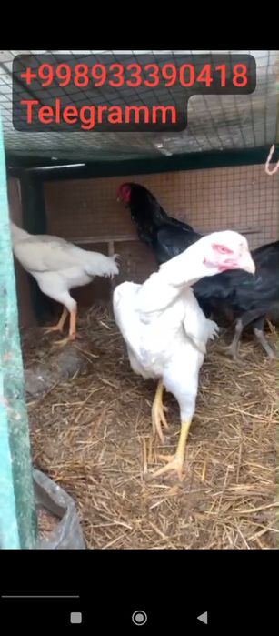 O shamo nemis tuxuml va jujalariga zakaz olaman.