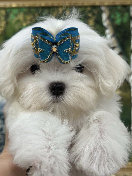 Шикарные малыши мальтезе