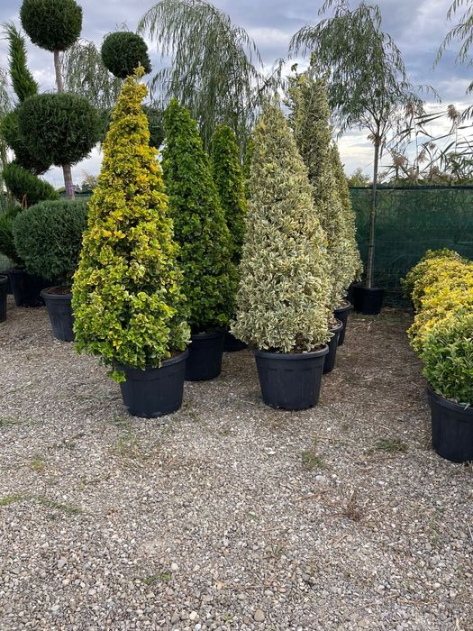 Vând euonymus tip con
