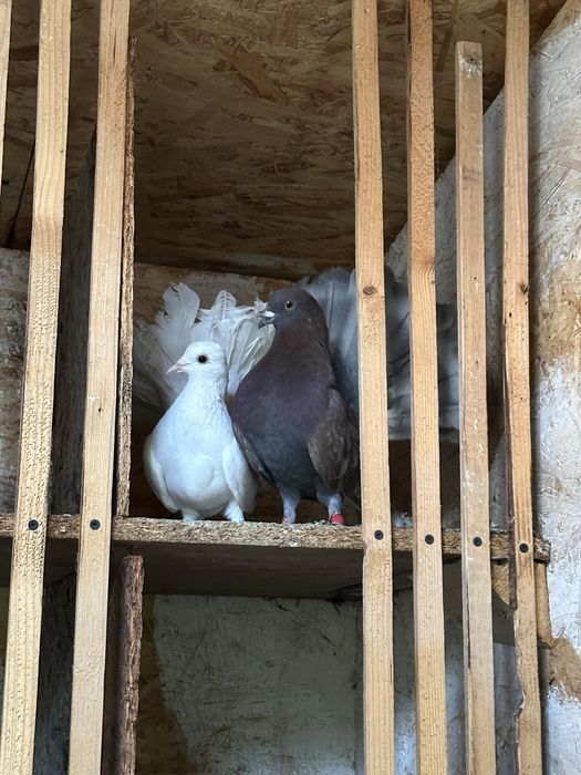 Porumbei de vanzare diferite rase