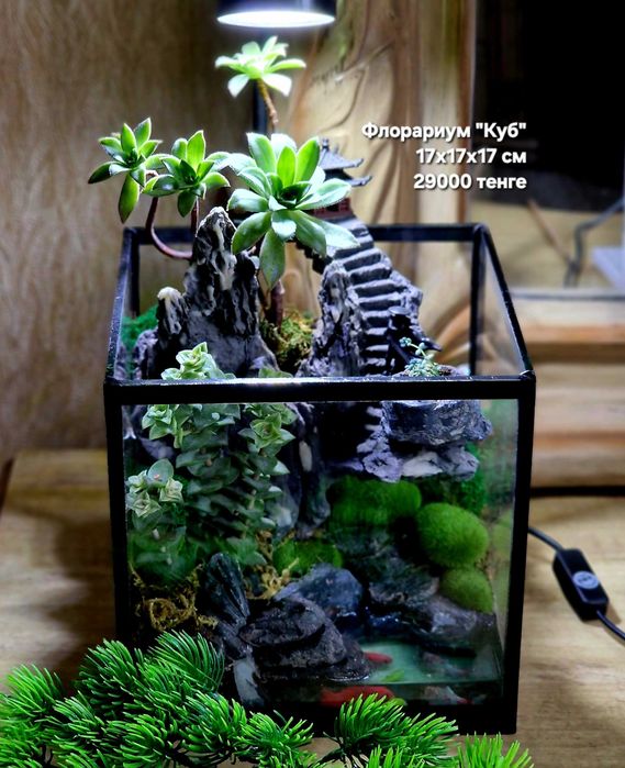 Флорариум, суккуленты