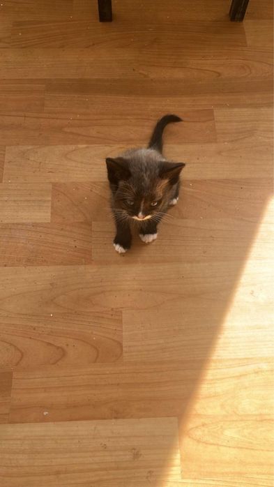 Отдам бесплатно котят