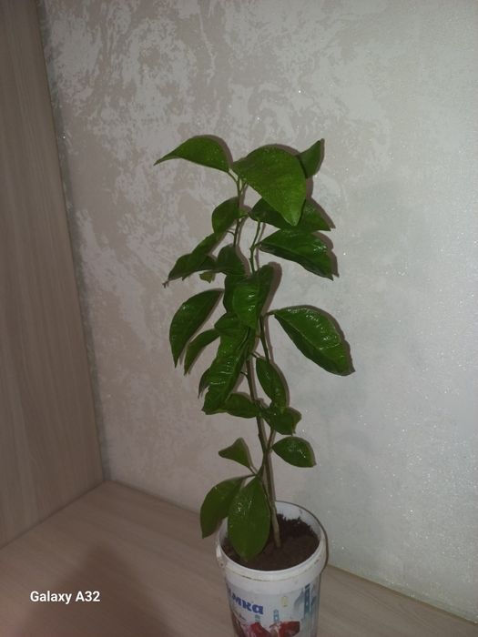 Лимон не привитый 2 года