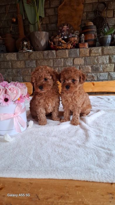 Той пуделчета Toy