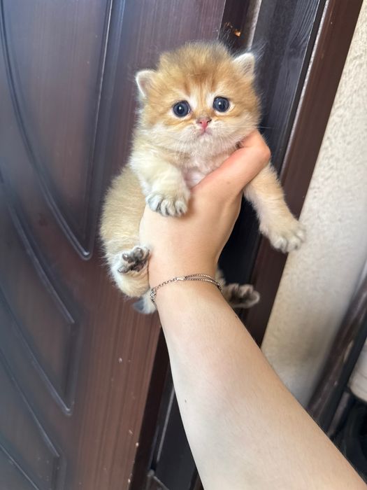 Золотая шиншилла