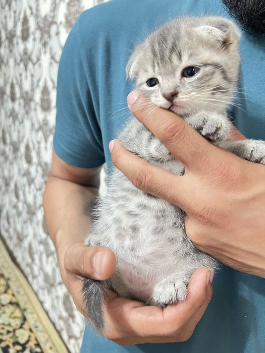 Продаются котята от правильной породы