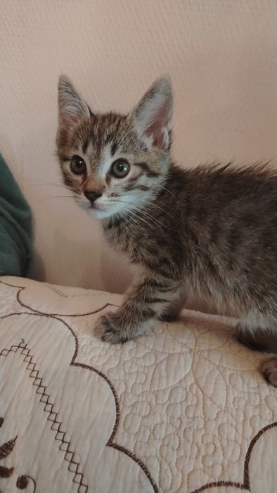 Продаём котят мальчики и девочки
