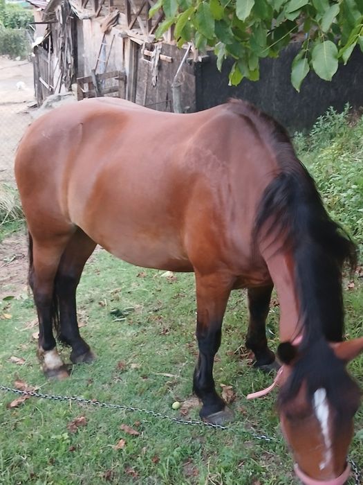 Vând iapă învățată la ham