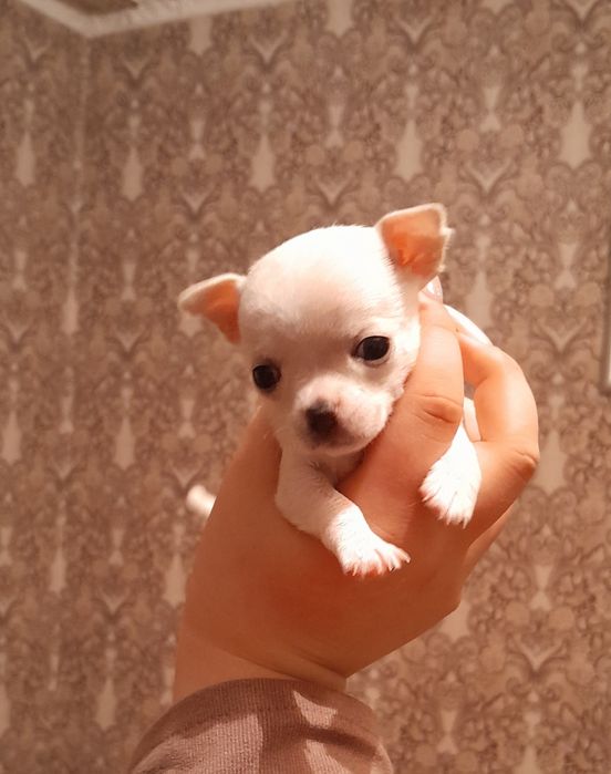 Кобель чихуахуа для вязки