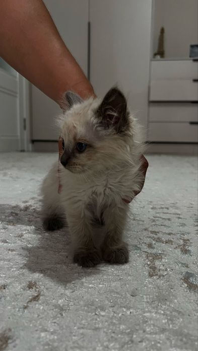 Отдам котенка в добрые руки