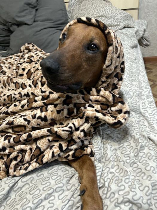 Родезийский риджбек ищет дом