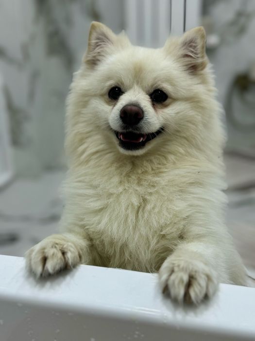 Ищем невесту для вязки