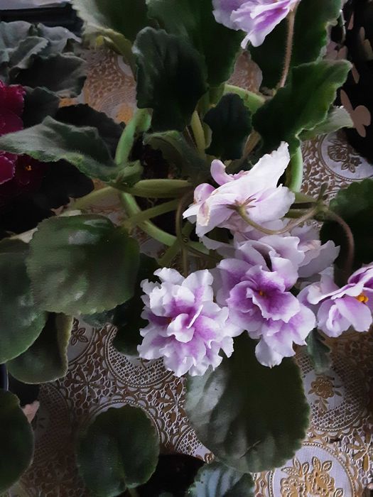 Фиалки сортовые цветущие