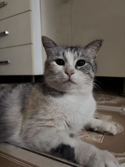 Отдам кошку в добрые и надежные руки