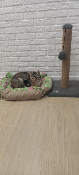 Отдам кошечку в добрые руки..к лотку приучина..