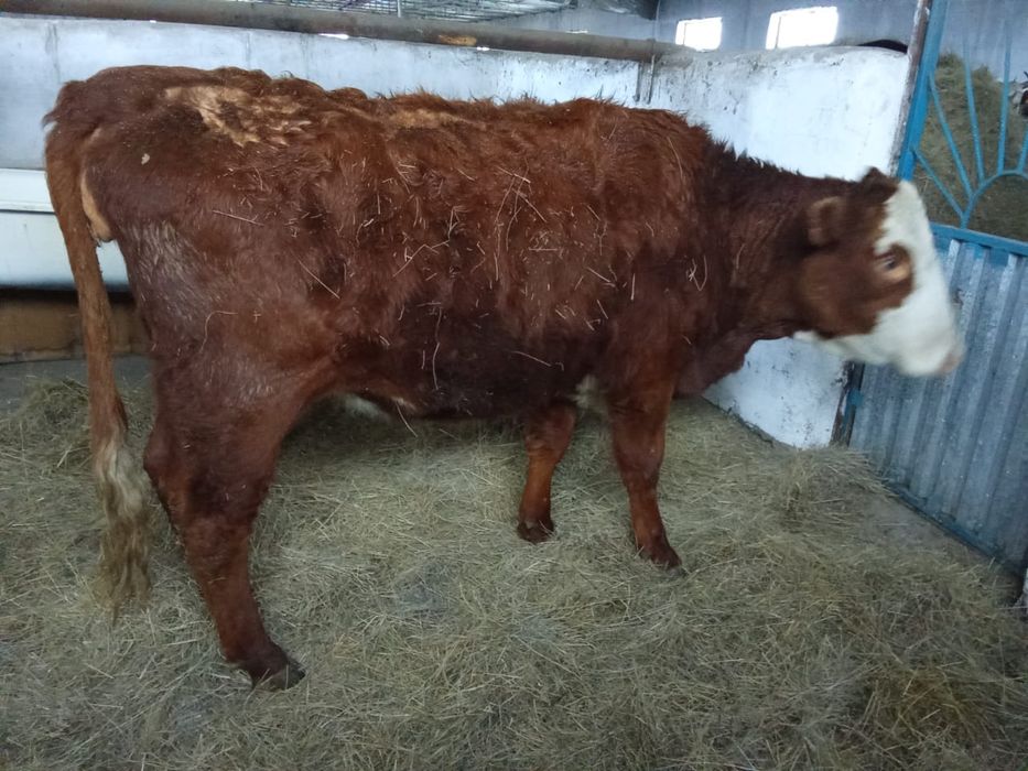 Ак бас сиыр сатылады