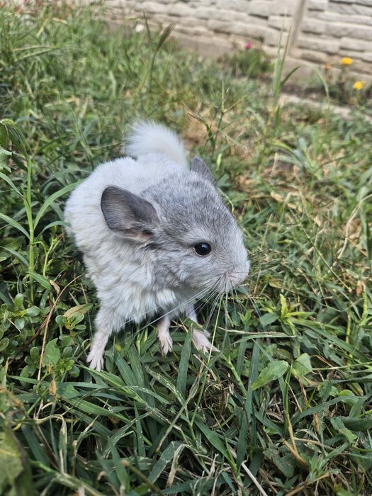Pui de chinchilla 250 lei