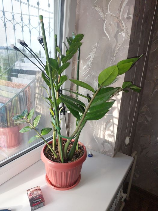 Замиокулькас (долларовое дерево)