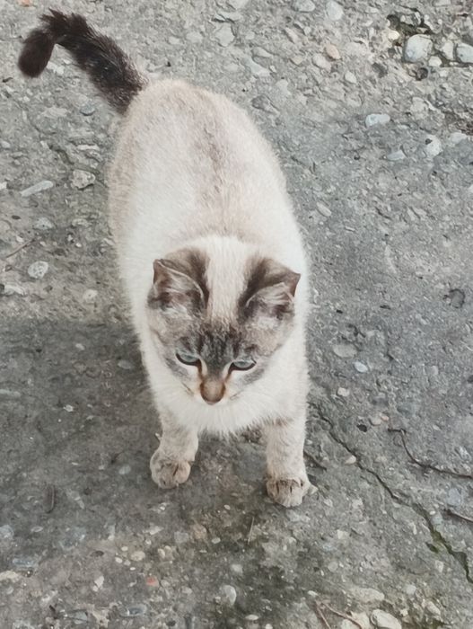 Кошка кот 1 год.