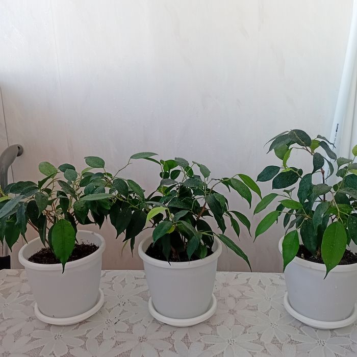 Продам цветы комнатные фикус