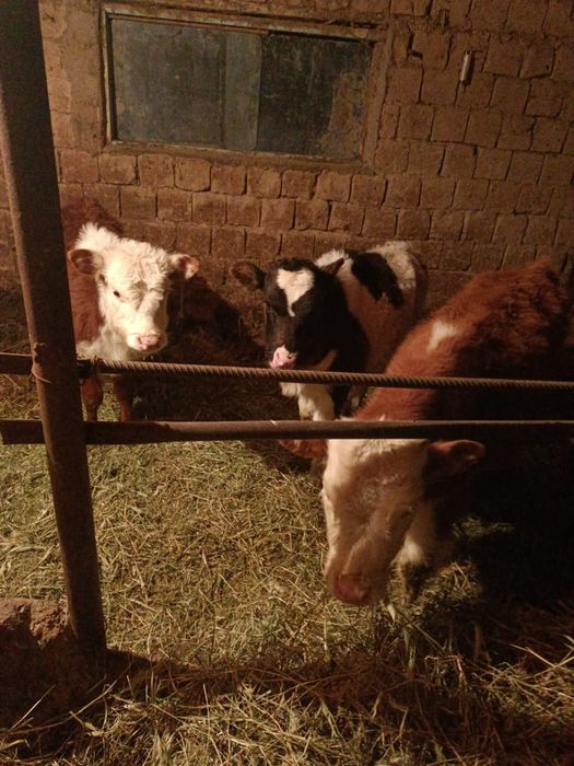 2еркек 1 ургачи сатылады!