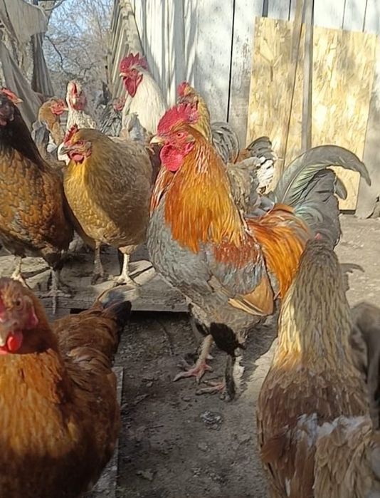 Продам петуха Алматы