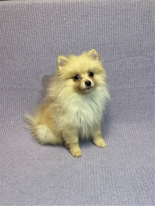 Femela pomeranian, rasa pura!