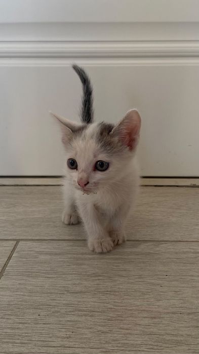 Отдам в хорошие руки котят