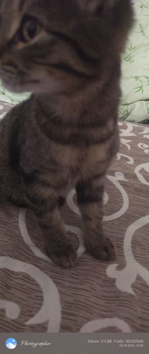 Тишка котенок 3мес