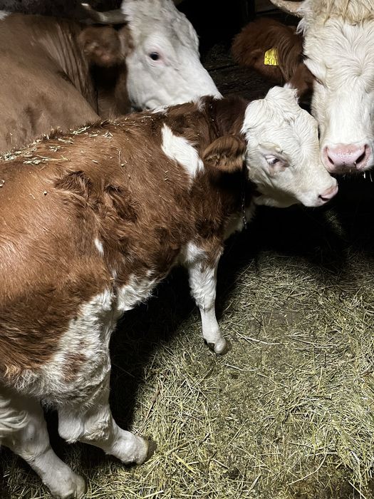 Vitea de 3 luni jumtate