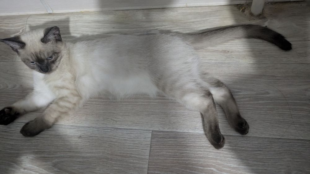 Кот 4 месяца в добрые руки