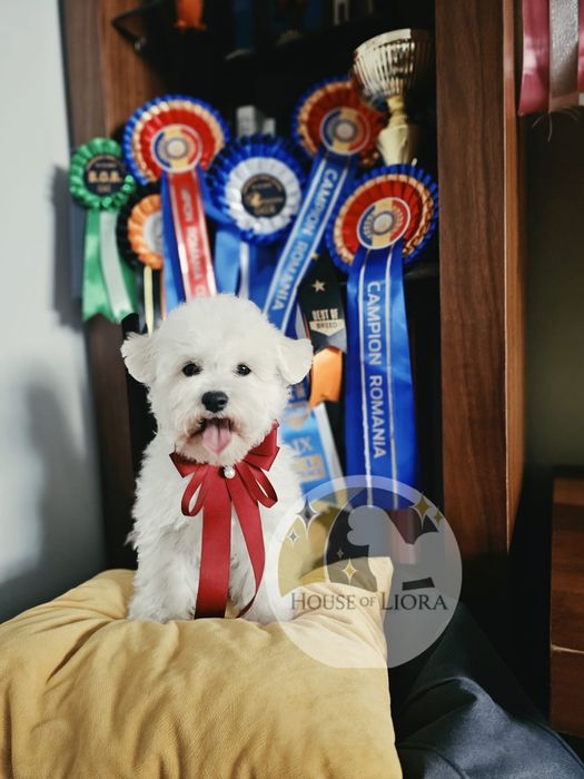 Bichon Frise FCI – Tată Campion România „Cum Laudae” | Pedigree AChR