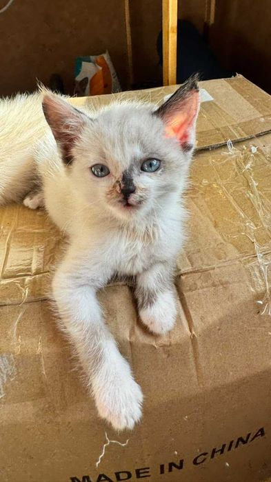 Котенок 2 мес, кошечка  в добрые  руки