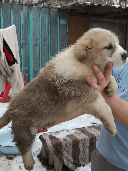 Продам щенков алабая