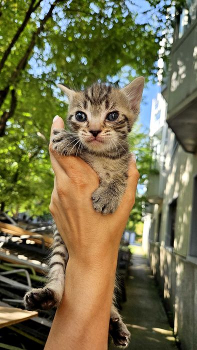 Adoptii pui pisică