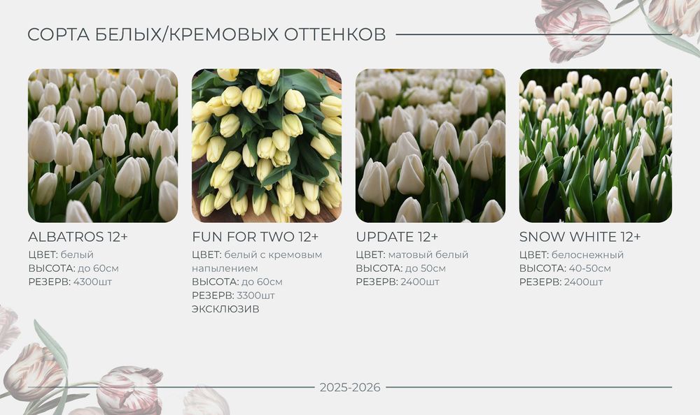 ПРОДАЖА/РАННЕЕ бронирование тюльпана на 8 МАРТА