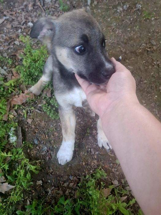 Отдам щенка в добрые руки