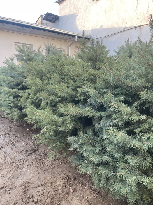 Европейские голубые ели! ОПТОМ! 200$ торг