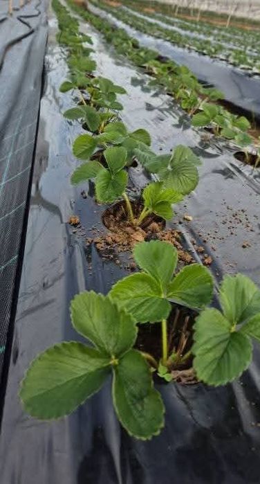 Продавам  Разсад  От Производител Ягоди  и  Малини