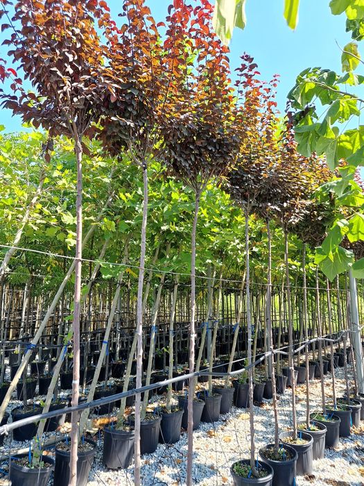 Catalpa, copaci de umbra, tei, platan, mesteacăn, arțar, liquidambar, arbore de guma, stejar, copaci, plante ornamentale, amenajări grădini exterioare