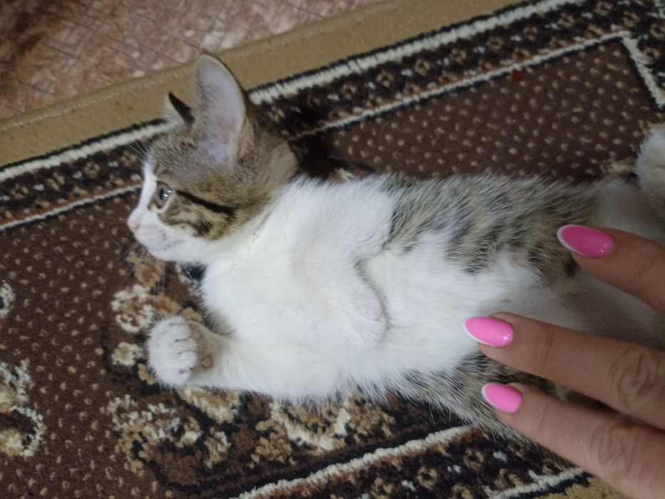 Отдам в добрые руки